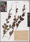 Foto von Salix aurita L.